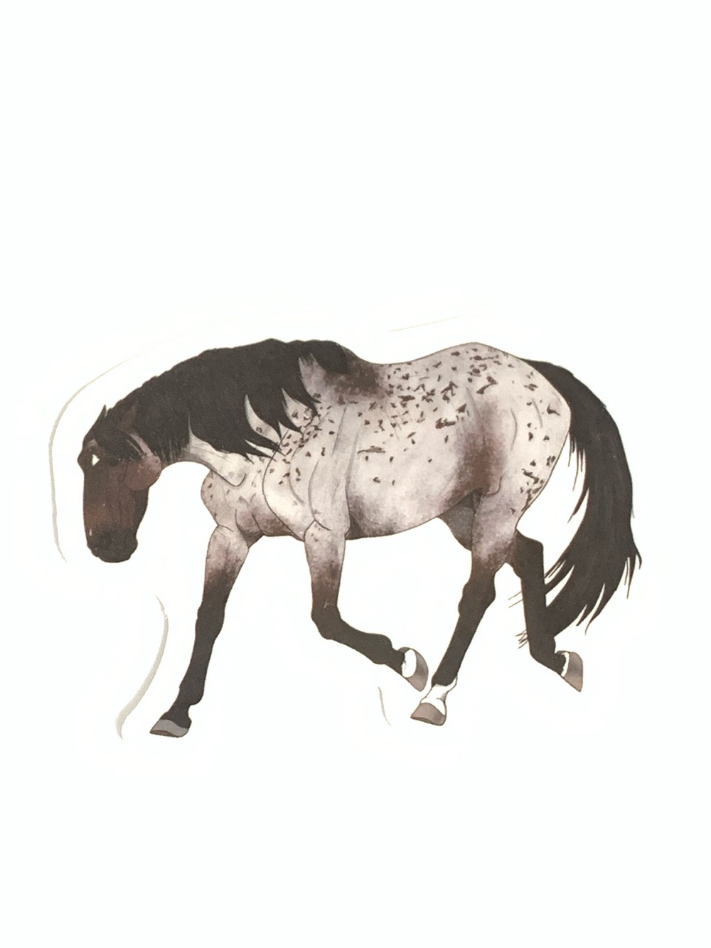 Horse Vinyl Sticker - Brown and Black Appaloosa Graphic